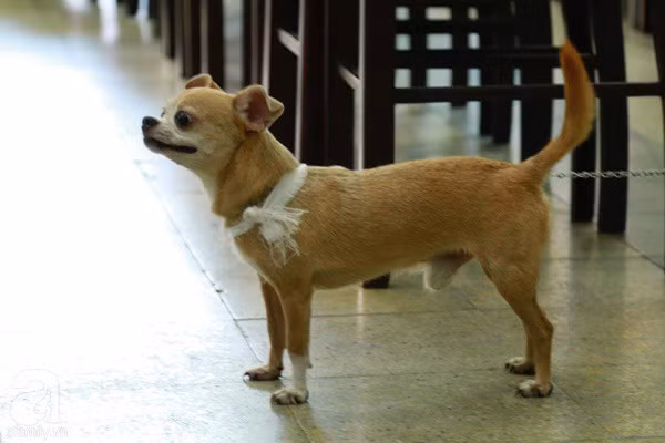 Rơi nước mắt với hình ảnh chú cún nhỏ buộc khăn tang trắng, quanh quẩn không rời bên linh cữu cố nghệ sĩ Lê Bình - Ảnh 8.