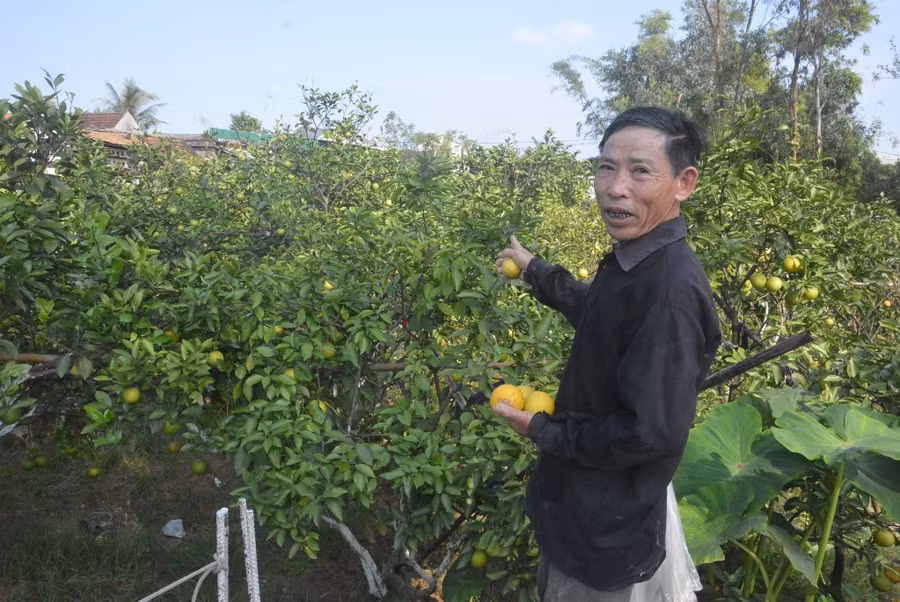 Bác Phan Công Hưởng, xã Nghi Diên, Nghi Lộc và bên vườn cam hơn hai 200 gốc đang bị rụng quả Bác Phan Công Hưởng, xã Nghi Diên, Nghi Lộc và bên vườn cam hơn hai 200 gốc đang bị rụng quả