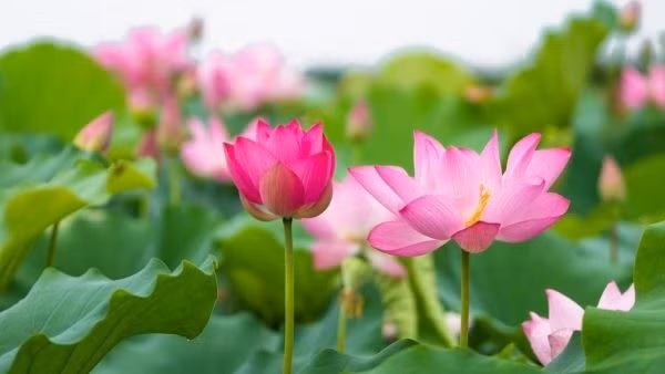 Tử vi 12 con giáp 12/6: Ngọ, Mùi thăng hoa đường tài lộc