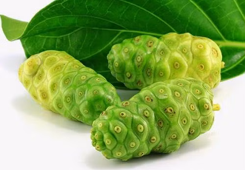 Bài thuốc chữa huyết áp cao từ cây nhàu ảnh 1