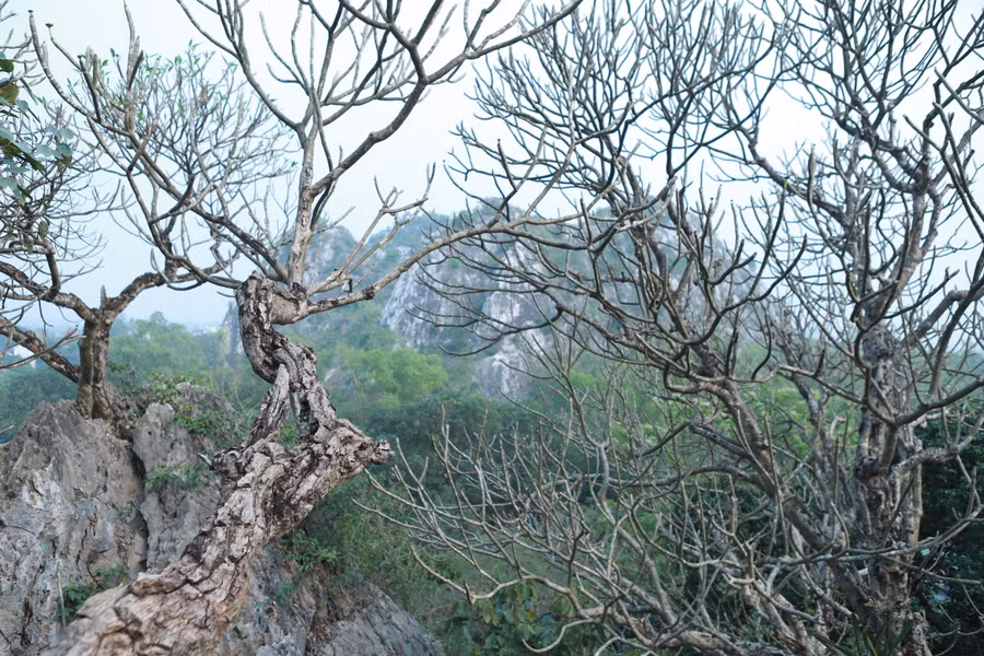 Bao quanh Chùa Vô Vi là những cây hoa Đại có tuổi đời hàng trăm năm. Bao quanh Chùa Vô Vi là những cây hoa Đại có tuổi đời hàng trăm năm.