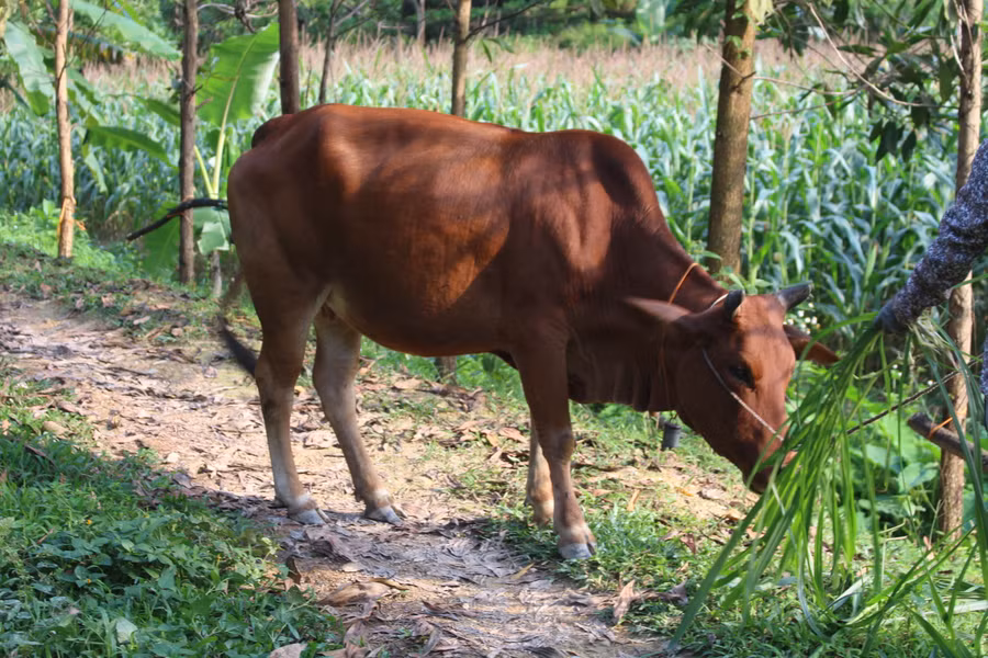 Con bò nhà chị Hoàng Thị Thắm, người dân tộc Nùng, trú tại xóm Làng Giai, xã La Hiên, huyện Võ Nhai đang sinh trưởng và phát triển tốt. Con bò nhà chị Hoàng Thị Thắm, người dân tộc Nùng, trú tại xóm Làng Giai, xã La Hiên, huyện Võ Nhai đang sinh trưởng và phát triển tốt.