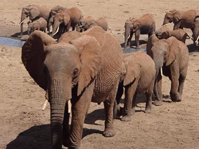 ‘Người hùng’ Kenya chở nước cứu thú rừng ‘Nguoi hung’ Kenya cho nuoc cuu thu rung