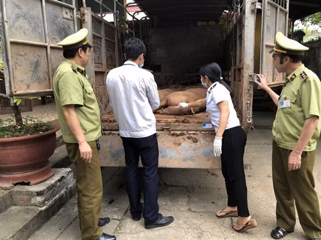  Cơ quan chức năng liên tục bắt giữ các vụ nhập lậu thịt lợn Trung Quốc về Việt Nam (ảnh: ANTĐ) 