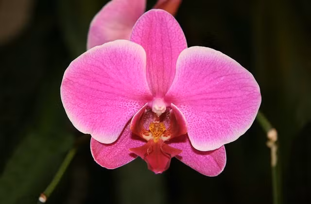 30 loài hoa “dị” nhất hành tinh ảnh 3