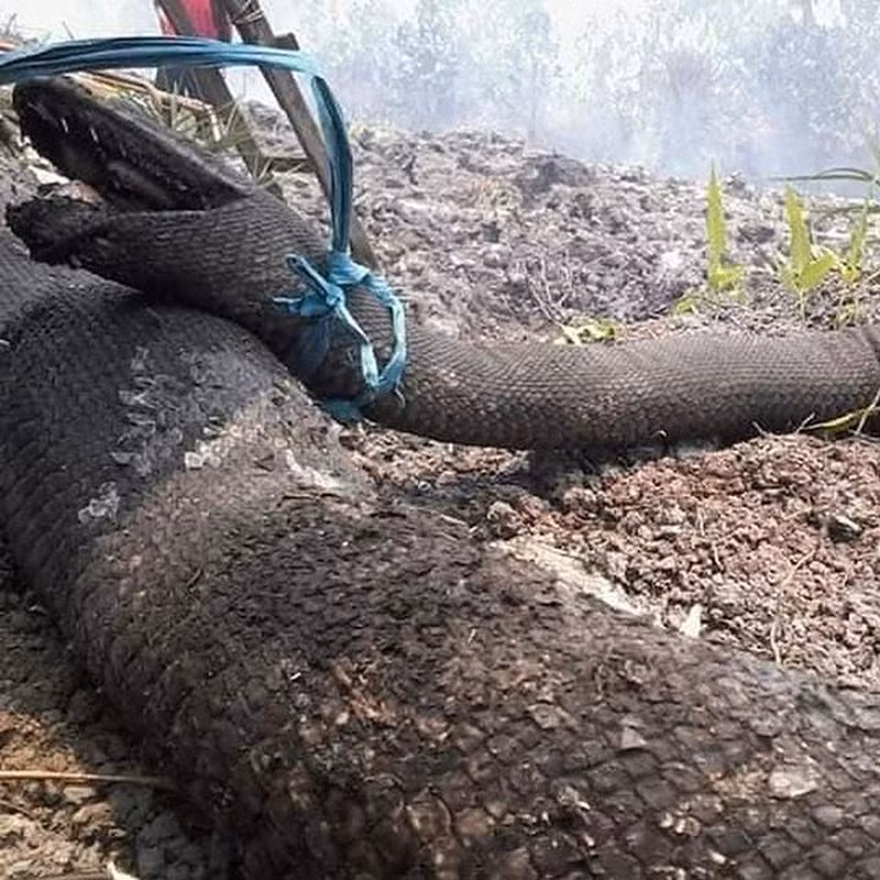 Cộng đồng mạng - Thế giới động vật: Hình ảnh khiến nhiều người 