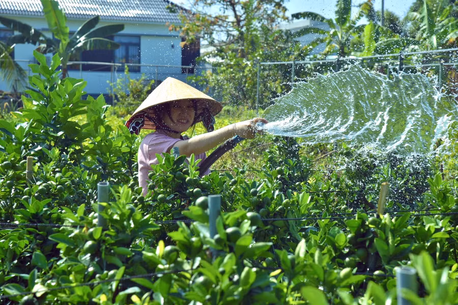 Em Thùy Trang tranh thủ những lúc rảnh phụ giúp gia đình chăm sóc kiểng trái