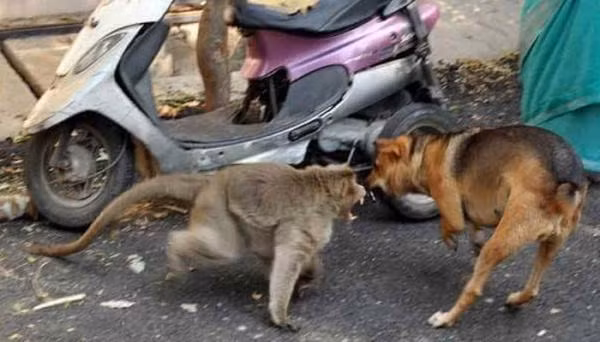 Khỉ mẹ cứu và chăm sóc chó con như con đẻ ảnh 5 5