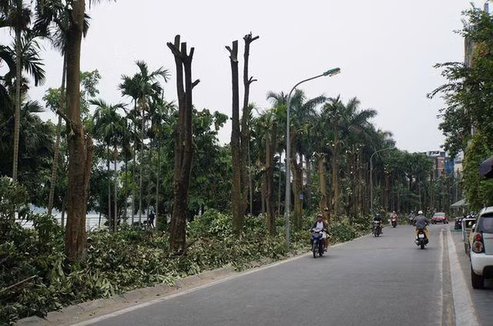 Hàng trăm cây hoa sữa ở Hà Nội bất ngờ bị chặt cành, cưa ngọn ảnh 4