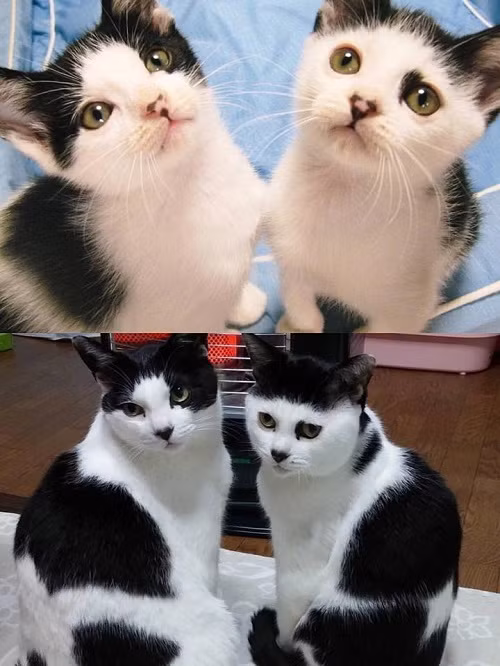 Dậy thì thất bại.