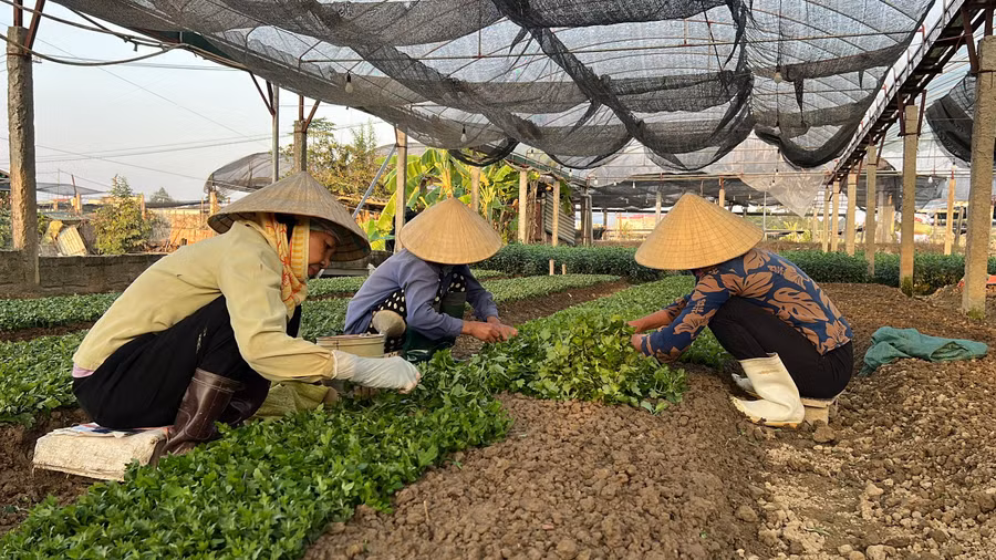 Hàng năm cứ vào dịp tháng 10, 11 âm lịch, những gia đình trồng hoa ở ở làng hoa Đông Cương lại đồng loạt xuống giống, gieo trồng cho vụ Tết.