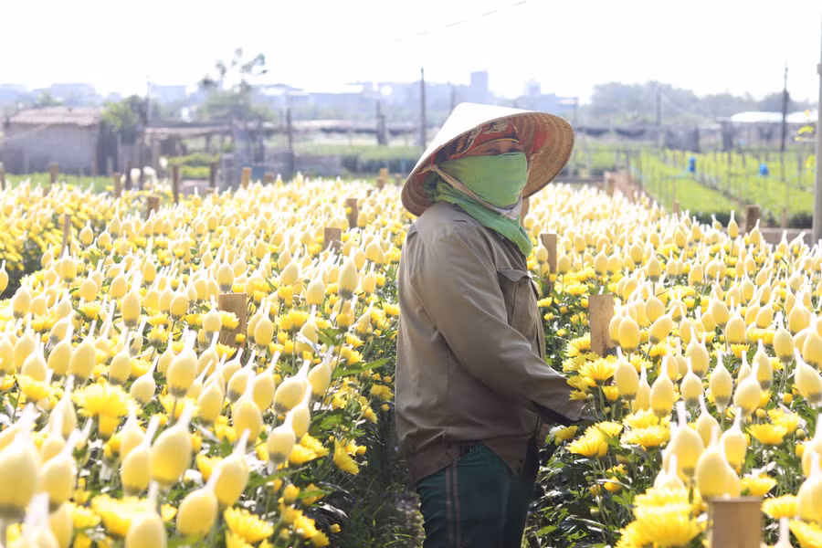 Theo người dân, giá bán hoa cúc hằng năm thường dao động, tuy nhiên nếu nở đúng dịp thì năm nay có thể từ 3.000đ- 5.000đ/cây.