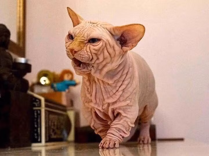 Họ cứ bảo em già