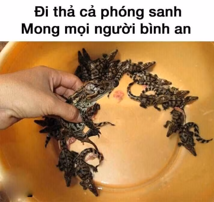 Không hiểu tại sao mình đi phóng sinh toàn bị người ta lườm, đòi đánh