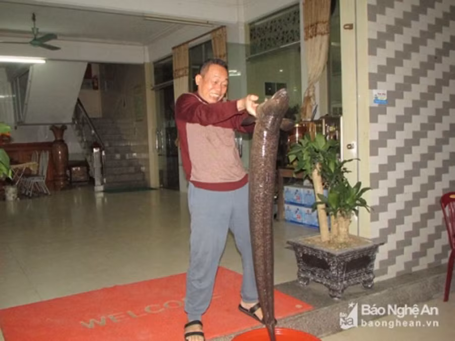 Bí ẩn loài cá nặng hàng yến, dài cả mét ở miền Tây xứ Nghệ