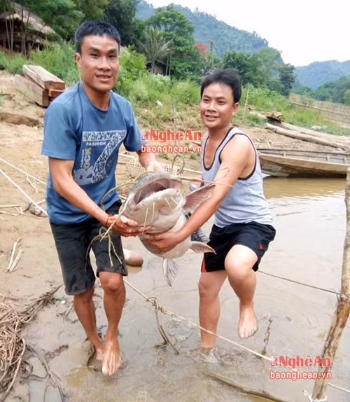 Bí ẩn miền Tây xứ Nghệ: Loài cá nặng hàng yến, dài cả mét