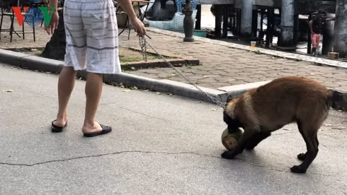 kinh hai cho khong ro mom chay rong trong cong vien thong nhat hinh 4