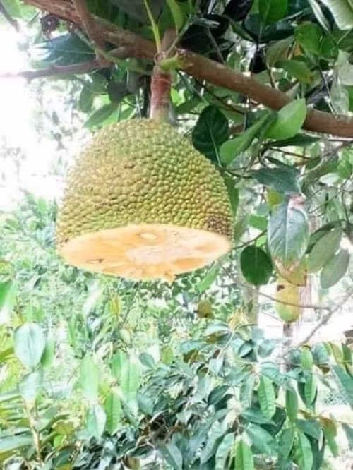 Ăn một nửa, một nửa để dành.