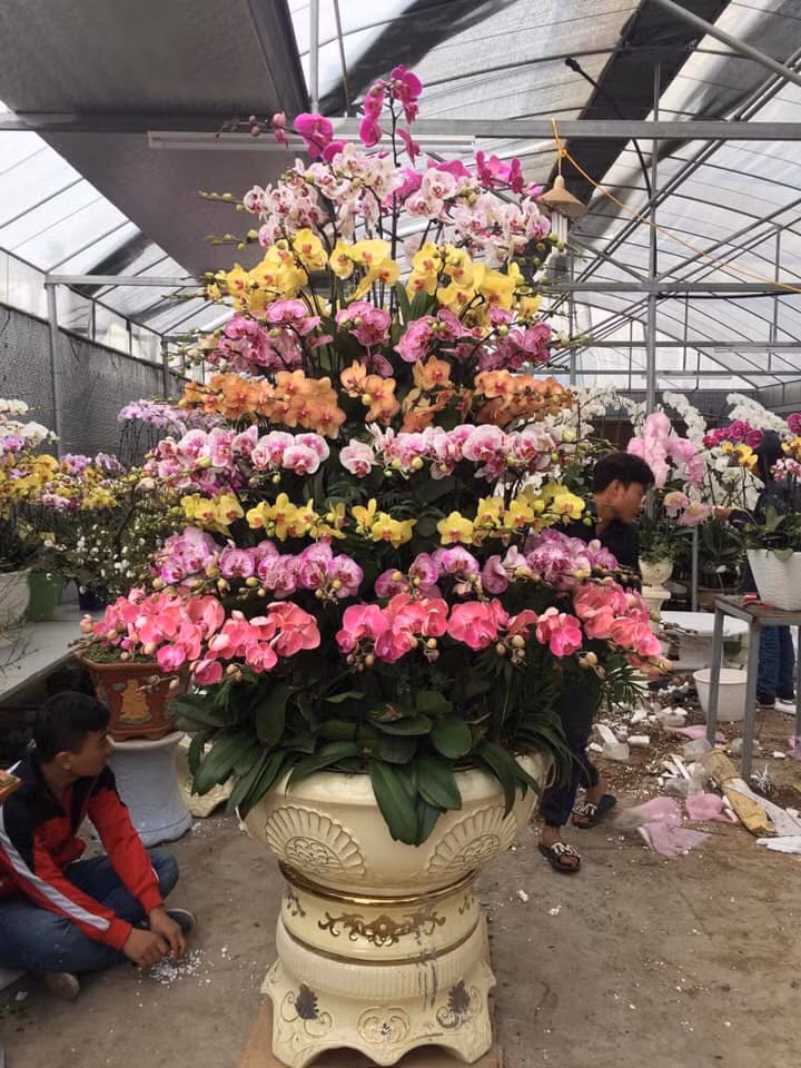Những chậu lan hồ điệp được cắm cầu kỳ. Chậu càng nhiều cành thì giá càng cao. (Ảnh: KT).