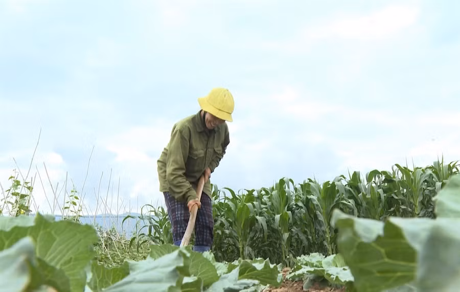 Chị Nguyễn Thị Biên chăm sóc rau màu.