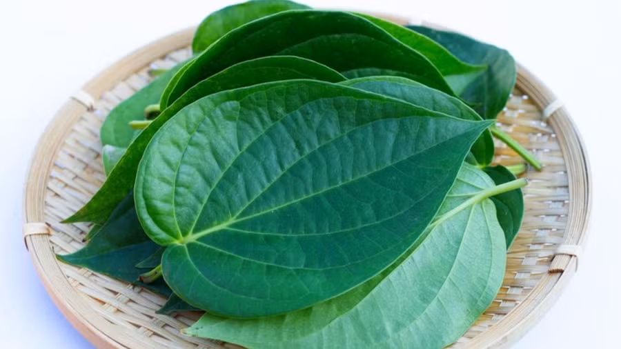 Lá trầu được sử dụng như một phương thuốc tự nhiên để kích thích chức năng hệ thần kinh trung ương. (Ảnh: ITN).