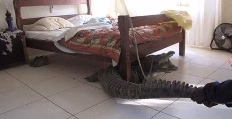 Nhiều thứ “không ai ngờ” dưới gầm giường ảnh 1 Giật mình phát hiện