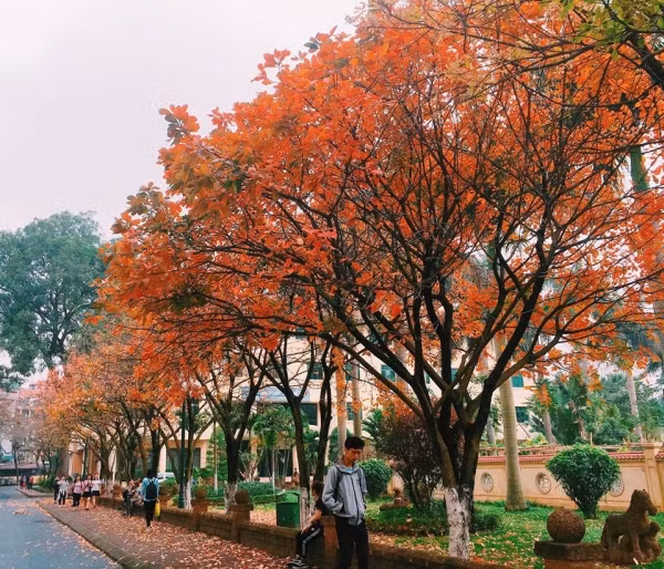 Con đường tình yêu đẹp hết nấc ở ĐH Sư Phạm Hà Nội trong mùa thay lá ảnh 13 Con đường tình yêu đẹp hết nấc ở ĐH Sư Phạm Hà Nội trong mùa thay lá ảnh 13