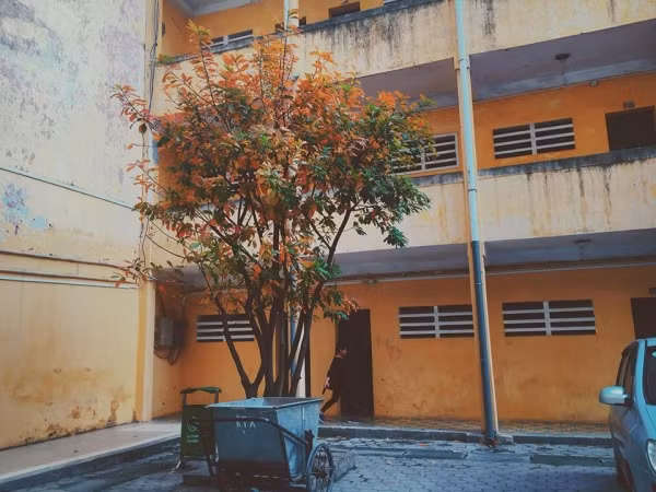 Con đường tình yêu đẹp hết nấc ở ĐH Sư Phạm Hà Nội trong mùa thay lá ảnh 6 Con đường tình yêu đẹp hết nấc ở ĐH Sư Phạm Hà Nội trong mùa thay lá ảnh 6