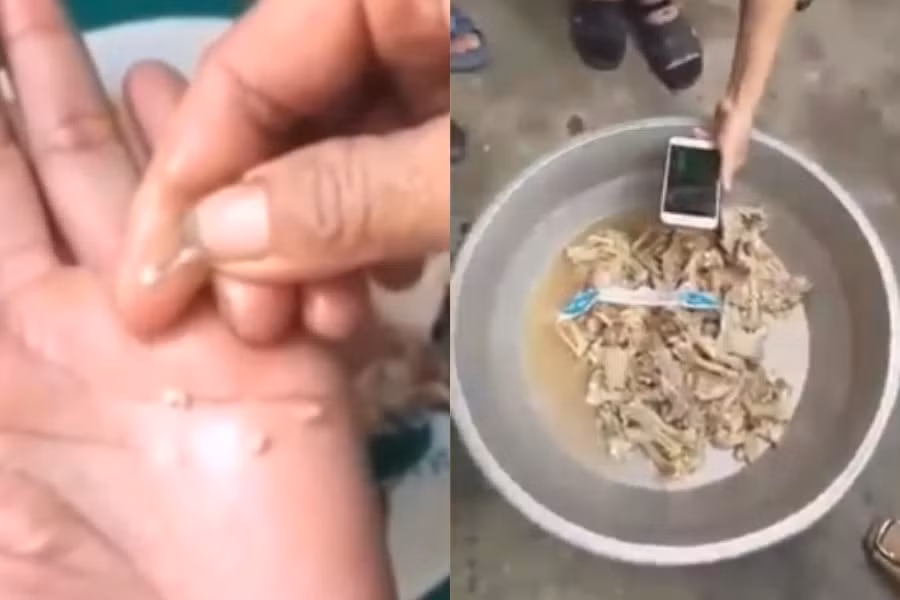 Các hình ảnh xuất hiện trên Facebook với các đoạn clip cho học sinh ăn thịt lợn nghi mắc bệnh sán gạo và thịt gà đông lạnh không đảm bảo an toàn. Không còn mẫu thịt nghi nhiễm sán lợn ở trường học Bắc Ninh để điều tra