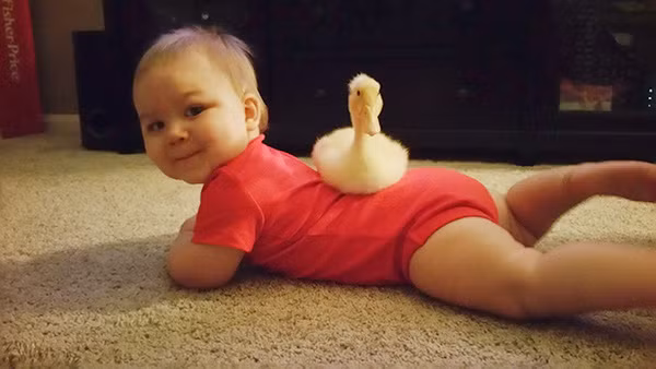 Chàng vệ sĩ vịt và cậu chủ tí hon đáng yêu nhất quả đất - Ảnh 2.