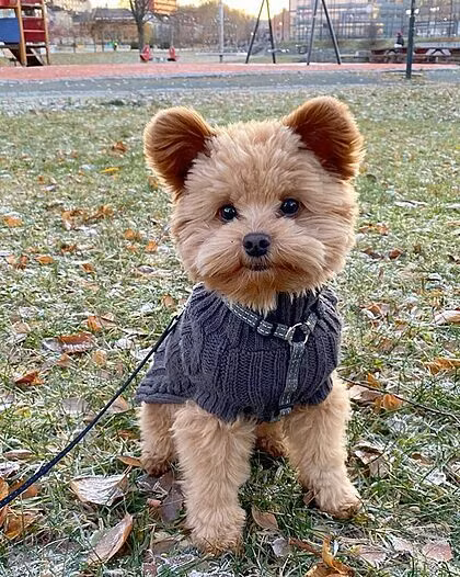 Oliver trông như một con gấu bông. Ảnh: Oliverthedogx.