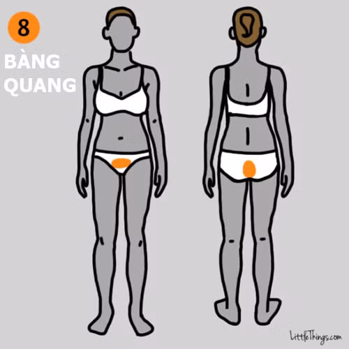 9 vị trí đau trên cơ thể cảnh báo bệnh nguy hiểm - 8