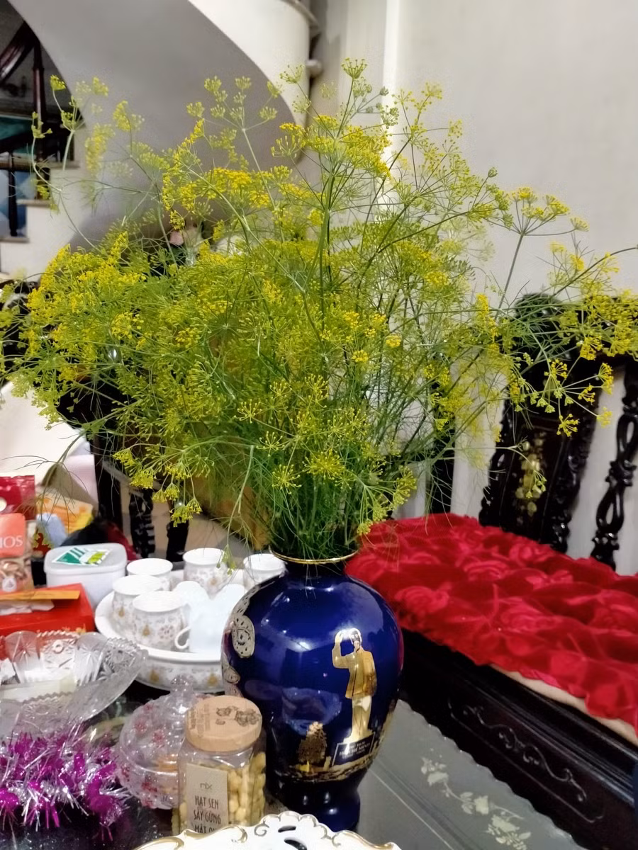 Hoa thì là