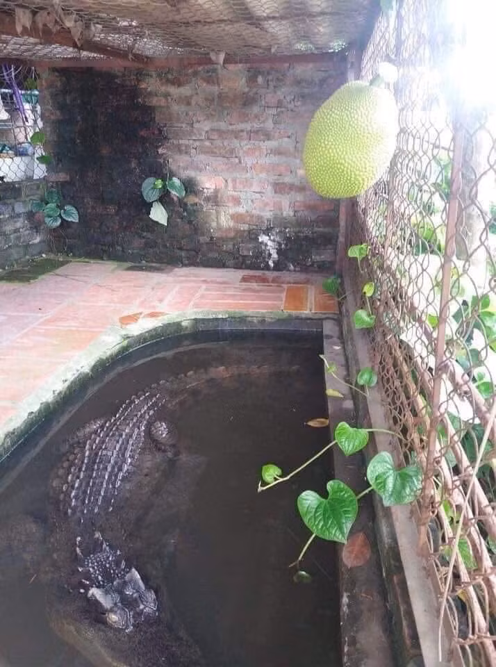 Khi mít chín thì phải làm sao.