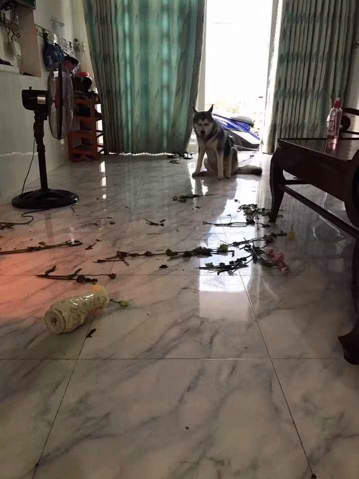 Hoa bàn thờ cũng héo rồi, để Boss giúp thay hoa mới nha.