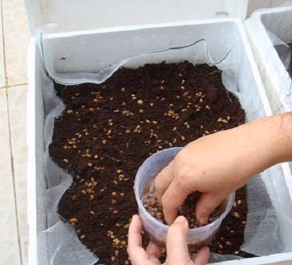 Giải pháp trồng rau xanh trong nhà phố vừa tiện lợi, tiết kiệm lại đảm bảo sạch sẽ ảnh 7