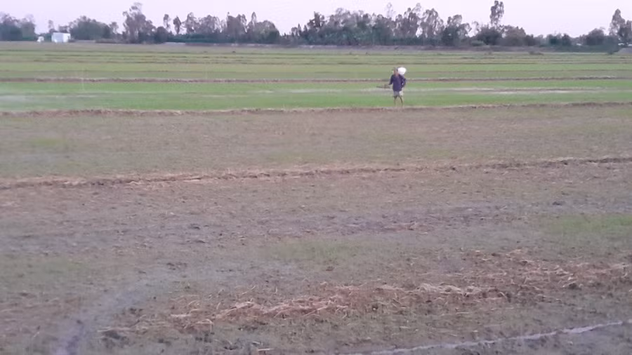 Nhiều nông dân gặp khó khăn trong sản xuất, thậm chí tỏ ra e ngại không dám đầu tư vụ lúa hè thu vì sợ thua lỗ.