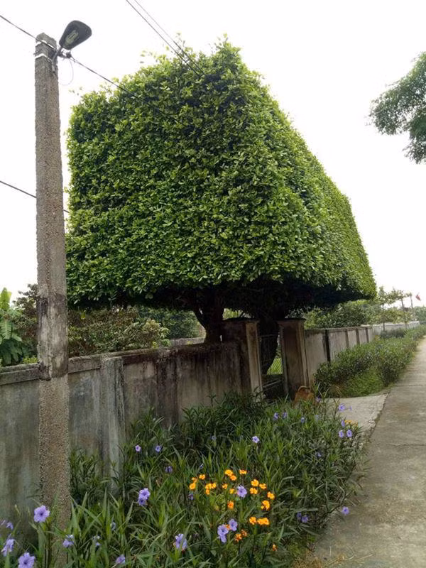 Độc đáo cổng nhà tiền tỷ từ 2 cây duối trăm năm ảnh 2 nguoi dan ong nghe an bien 2 cay duoi bo di thanh "cong nha" co gia hon nua ty - 2