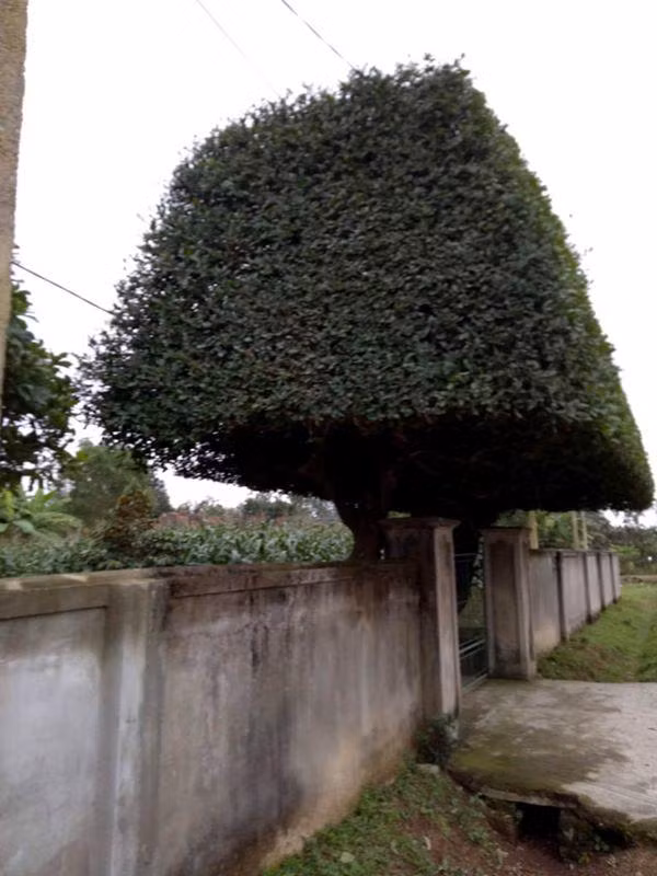 Độc đáo cổng nhà tiền tỷ từ 2 cây duối trăm năm ảnh 3 nguoi dan ong nghe an bien 2 cay duoi bo di thanh "cong nha" co gia hon nua ty - 3