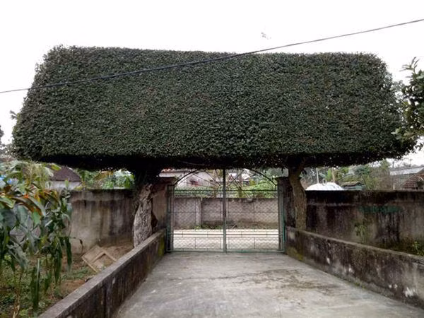 Độc đáo cổng nhà tiền tỷ từ 2 cây duối trăm năm ảnh 1 nguoi dan ong nghe an bien 2 cay duoi bo di thanh "cong nha" co gia hon nua ty - 1