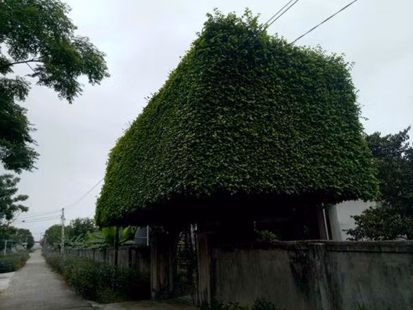 Độc đáo cổng nhà tiền tỷ từ 2 cây duối trăm năm ảnh 13 nguoi dan ong nghe an bien 2 cay duoi bo di thanh "cong nha" co gia hon nua ty - 13