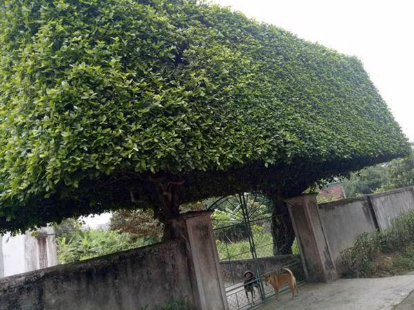 Độc đáo cổng nhà tiền tỷ từ 2 cây duối trăm năm ảnh 10 nguoi dan ong nghe an bien 2 cay duoi bo di thanh "cong nha" co gia hon nua ty - 10