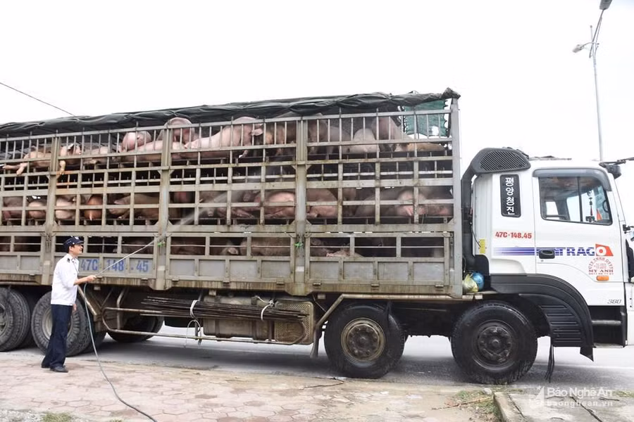 TP.HCM: Đề xuất lập "nóng" 2 chốt kiểm dịch kiểm soát dịch tả lợn châu Phi