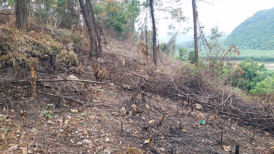 Hàng loạt cánh rừng chỉ còn trơ lại gốc Hàng loạt cánh rừng chỉ còn trơ lại gốc