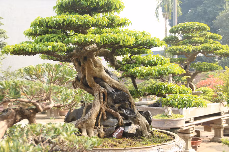 Sanh cổ dáng phượng giá triệu đô của ông vua cây cảnh Việt Nam-2