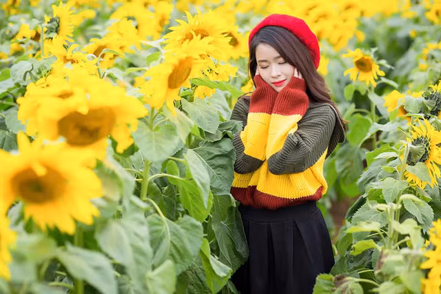 Nữ sinh xứ Nghệ “gây thương nhớ” với bộ ảnh ở cánh đồng hoa hướng dương ảnh 12