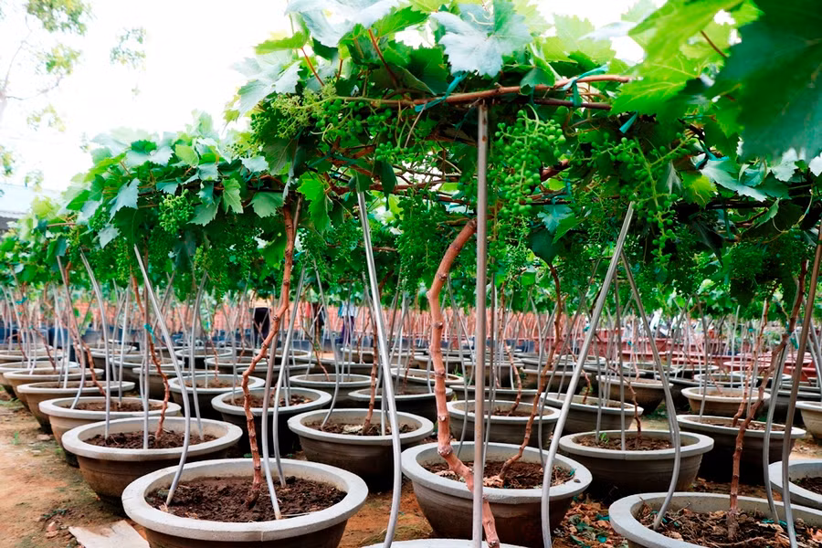 Năm nay nho cảnh Ninh Thuận được các chủ vườn thay đổi kiểu dáng bắt mắt hơn. (Ảnh: Ý Thảo)