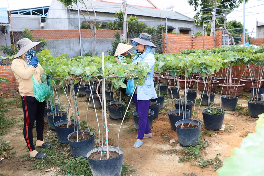 Hiện tại các chủ vườn chăm sóc tỉ mỉ các chậu nho cảnh để phục vụ tết Nguyên Đán 2020. (Ảnh: Ý Thảo)