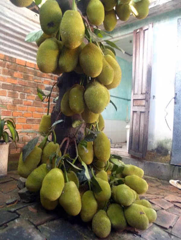 Mãn nhãn với những vườn cây cho ra trái trĩu trịt tưởng chỉ có trong mơ - Ảnh 24.