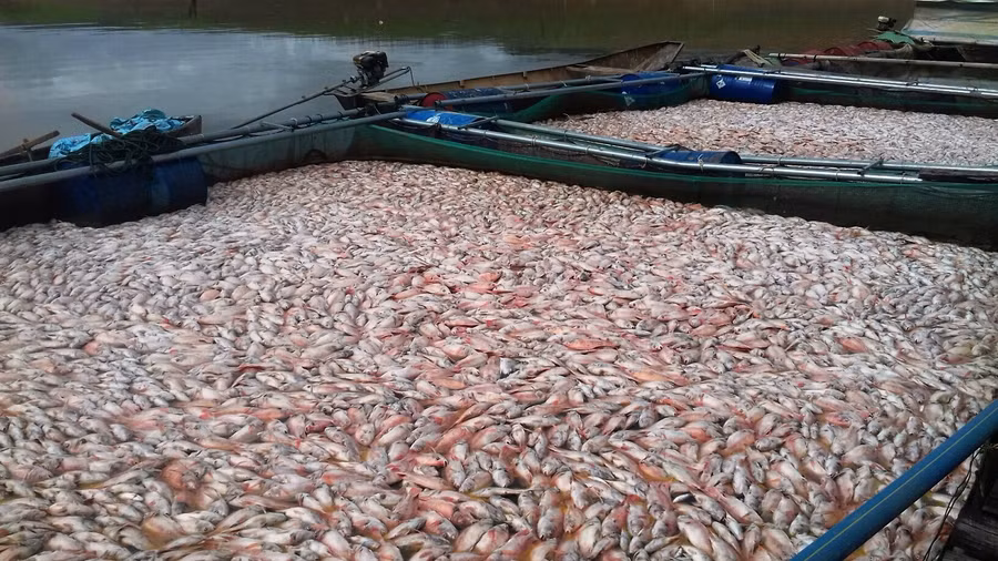 Kon Tum: Nguyên nhân cá chết trắng lồng
